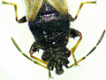 Metopoplax ditomoides